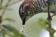 Shining Bronze-Cuckoo (Chalcites lucidus)